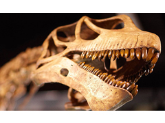 翼龙蛋及大量翼龙化石得到三维保存